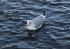 Larus canus
