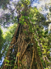 Hydrangea serratifolia