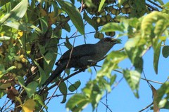 Phaenicophaeus tristis