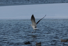 Larus marinus