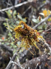 Macromitrium microstomum