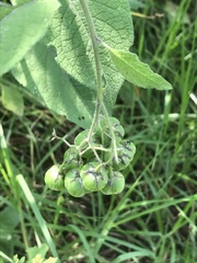 Solanum bulbocastanum