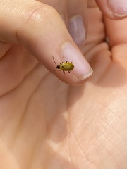 Diabrotica decempunctata