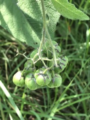 Solanum bulbocastanum