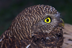 Glaucidium cuculoides