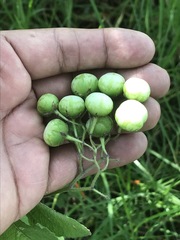 Solanum bulbocastanum
