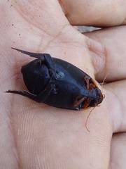 Megadytes