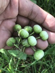 Solanum bulbocastanum