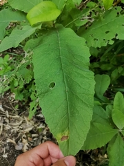 Acrisione cymosa