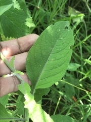 Solanum bulbocastanum