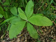 Acrisione cymosa