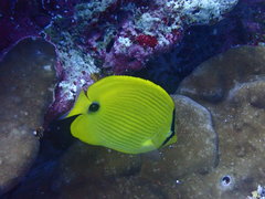 Chaetodon andamanensis