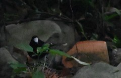 Enicurus leschenaulti