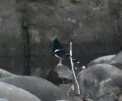 Enicurus leschenaulti