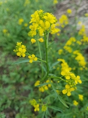 Brassicaceae