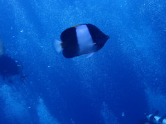 Hemitaurichthys zoster