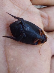 Megadytes