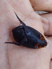 Megadytes
