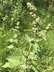 Kearnemalvastrum lacteum