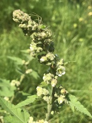 Kearnemalvastrum lacteum