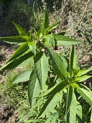 Phytolacca americana image