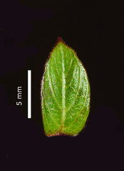 Lepidagathis keralensis