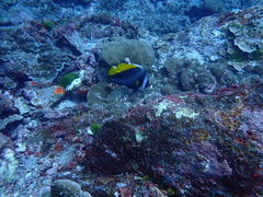 Heniochus singularius