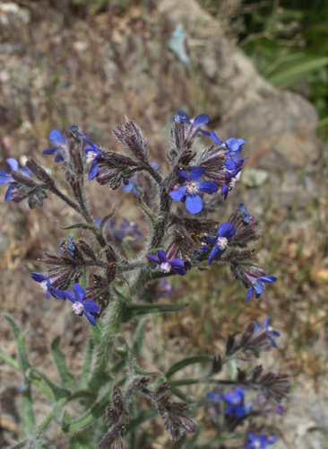 Anchusa azurea image