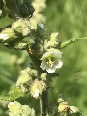 Kearnemalvastrum lacteum