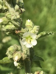 Kearnemalvastrum lacteum