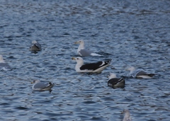 Larus marinus