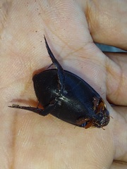 Megadytes