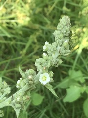 Kearnemalvastrum lacteum