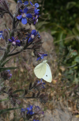 Anchusa azurea image