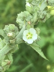 Kearnemalvastrum lacteum