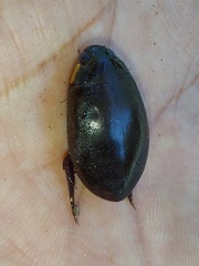 Megadytes