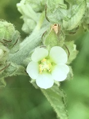 Kearnemalvastrum lacteum