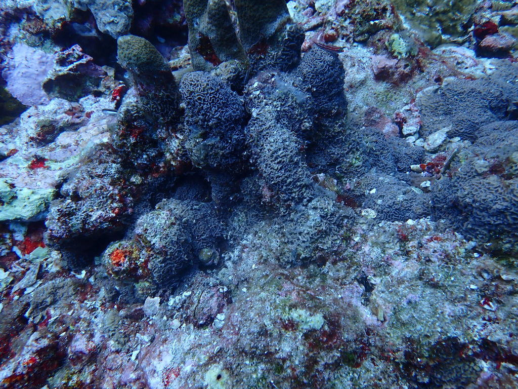 Psammocora digitata