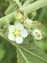 Kearnemalvastrum lacteum