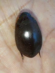Megadytes