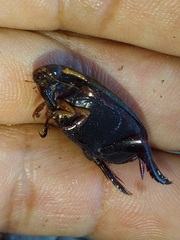 Megadytes