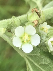 Kearnemalvastrum lacteum