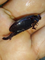 Megadytes