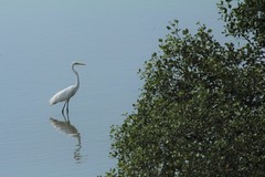 Ardea alba