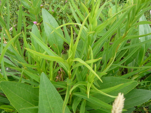 northern seaside goldenrod