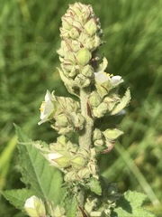 Kearnemalvastrum lacteum