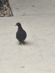 Columba livia domestica