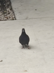 Columba livia domestica
