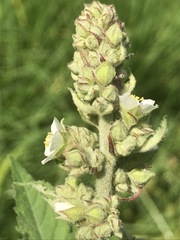 Kearnemalvastrum lacteum