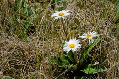 Celmisia verbascifolia